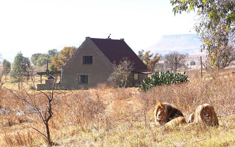 khách sạn sư tử Nam Phi