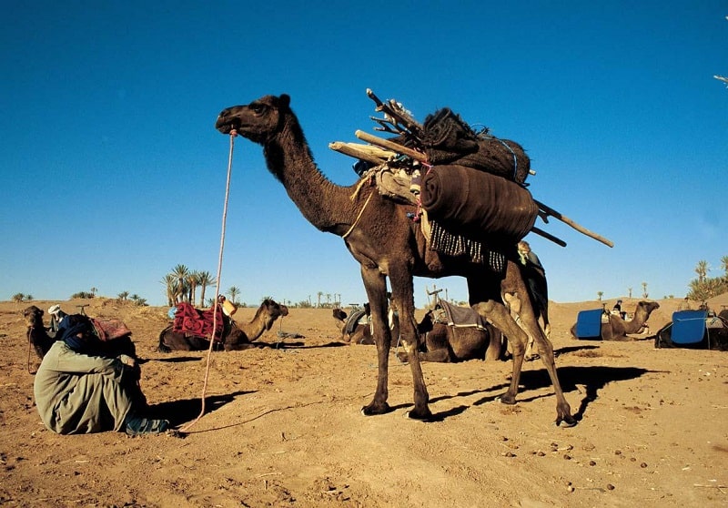 Lạc đà được lựa chọn là một hình thức vận chuyển hàng hóa hữu ích của người Ả Rập