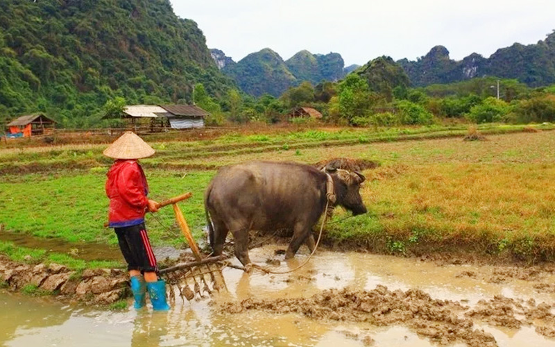 Khám phá làng chài Việt Hải – chốn bình yên, thơ mộng trên đảo Cát Bà