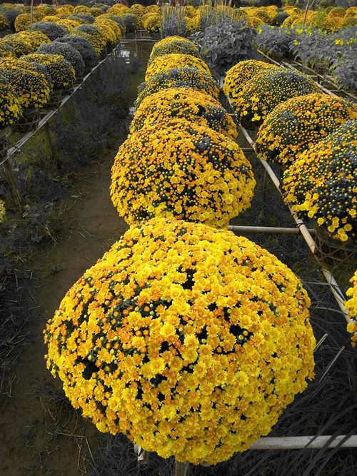 l&agrave;ng hoa Sa Đ&eacute;c