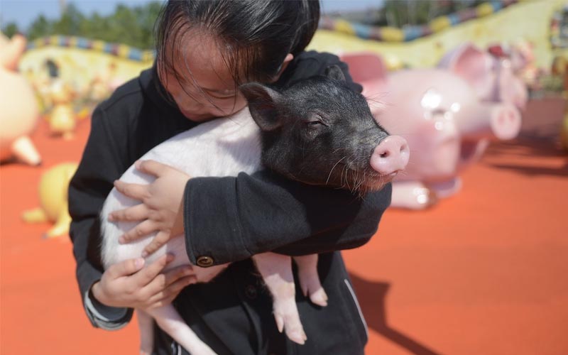 Ghé thăm "Hành tinh lợn" có một không hai dịp đầu năm