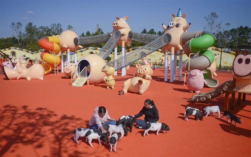 Ghé thăm "Hành tinh lợn" có một không hai dịp đầu năm