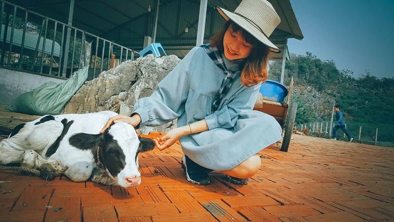 Một ngày làm nông dân ở trang trại Dairy Farm ở Mộc Châu