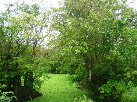 Choáng ngợp khu rừng lộc vừng cổ thụ trị giá hàng trăm tỷ