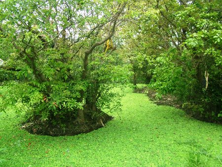 Choáng ngợp khu rừng lộc vừng cổ thụ trị giá hàng trăm tỷ