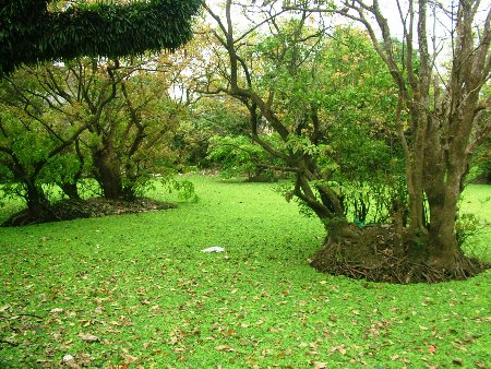 Choáng ngợp khu rừng lộc vừng cổ thụ trị giá hàng trăm tỷ