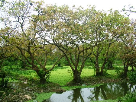 Choáng ngợp khu rừng lộc vừng cổ thụ trị giá hàng trăm tỷ