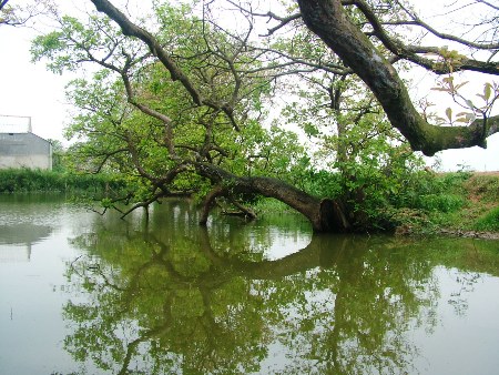 Choáng ngợp khu rừng lộc vừng cổ thụ trị giá hàng trăm tỷ