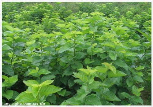 Về thăm qu&ecirc; lụa Mỹ A nức tiếng một thời