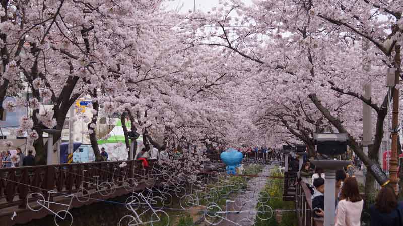 Những lễ hội hoa anh đào nổi tiếng xứ Hàn