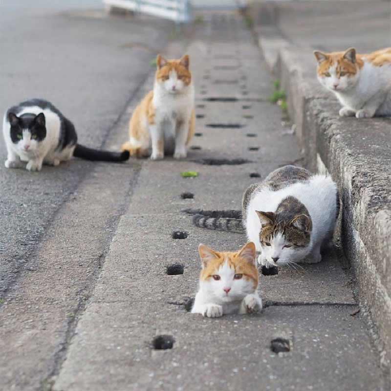 mèo hoang Nhật Bản 