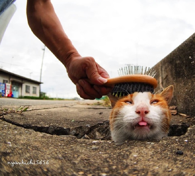 mèo hoang Nhật Bản 