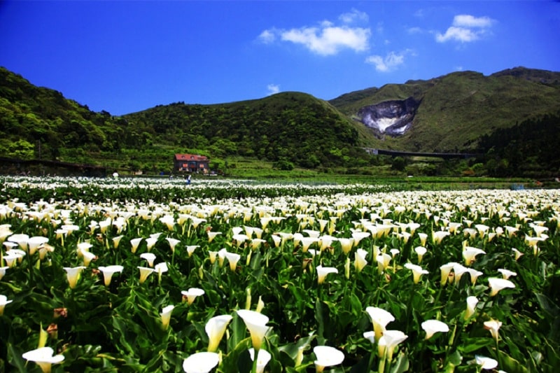 Mùa hoa nở tại công viên quốc gia Yangmingshan
