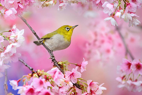 Chùm ảnh: Những chú chim rạo rực đón xuân