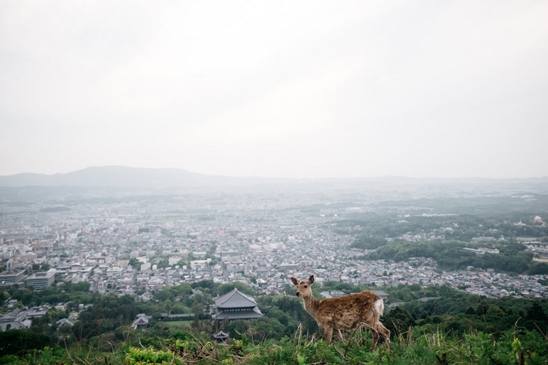 Những chú "nai thần" đáng yêu tại công viên Nara Nhật Bản
