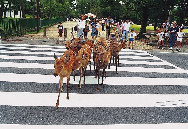 Những chú "nai thần" đáng yêu tại công viên Nara Nhật Bản