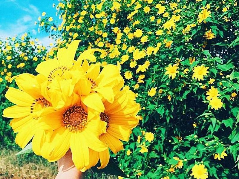 ngắm hoa dã quỳ ở Tây Virginia