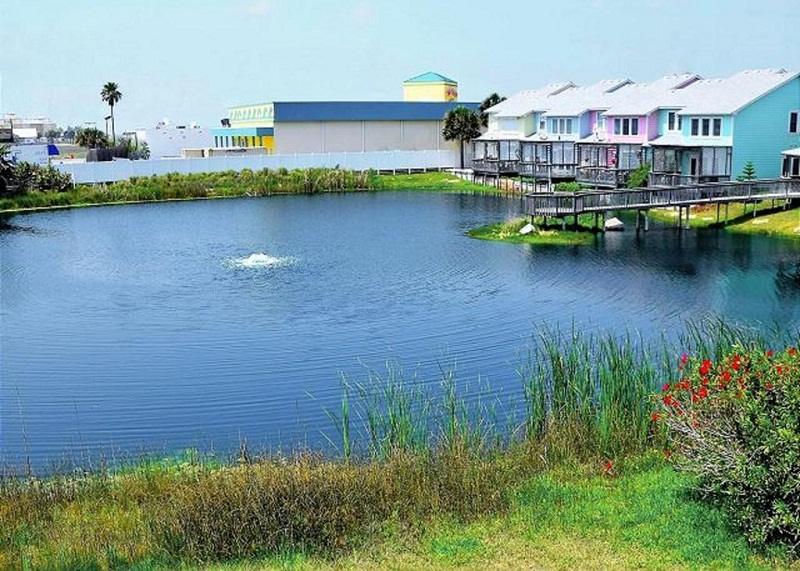 ngắm hoa dã quỳ ở Tây Virginia