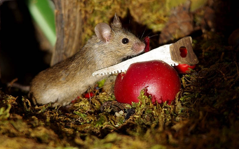 ngôi nhà cổ tích siêu đáng yêu của gia đình chuột mùa giáng sinh