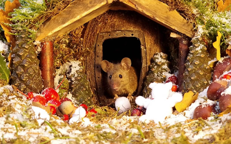 ngôi nhà cổ tích siêu đáng yêu của gia đình chuột mùa giáng sinh