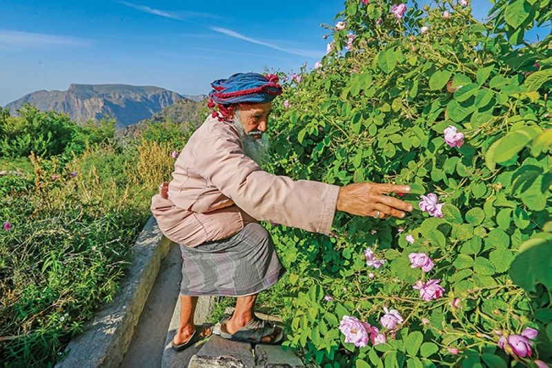 ngọn núi màu hồng Jabal Akhdar 