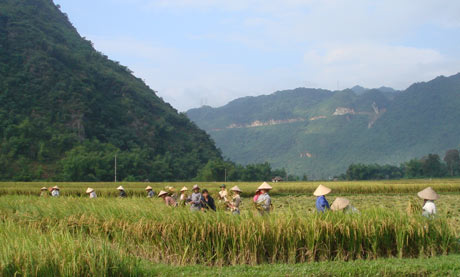 Người nông dân thu hoạch lúa 