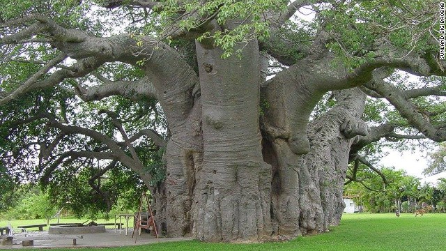 The Big Baobab - South Africa