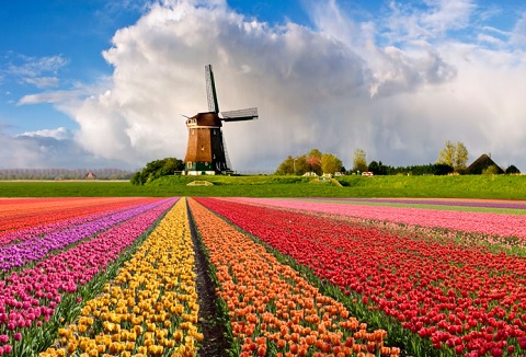 Mùa hoa tulip rực rỡ sắc màu ở Hà lan