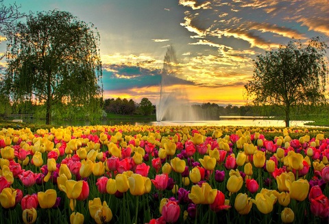 Mùa hoa tulip ở Canada