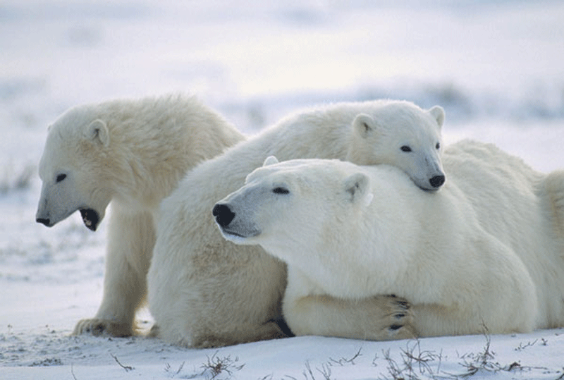 Gặp gỡ những chú gấu Bắc Cực siêu dễ thương