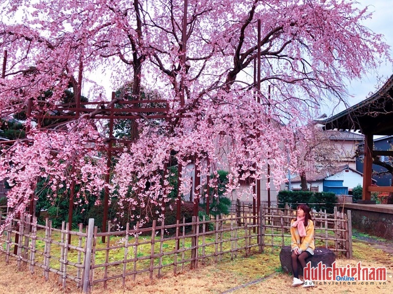 Du lịch Nhật Bản mùa xuân không thể thiếu ảnh check-in với hoa anh đào rồi!