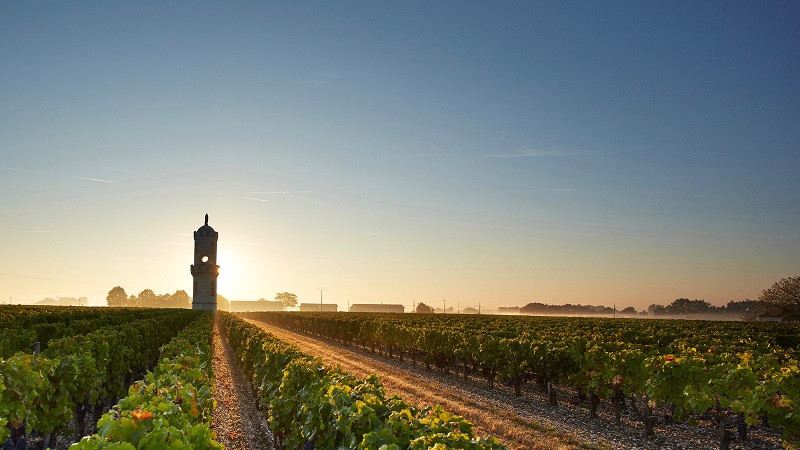 Bordeaux với hàng ngàn ha đất trồng nho