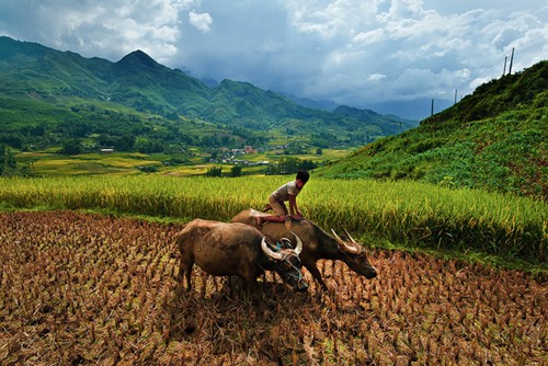 Sapa th&acirc;n thương qua ống k&iacute;nh người Th&aacute;i Lan