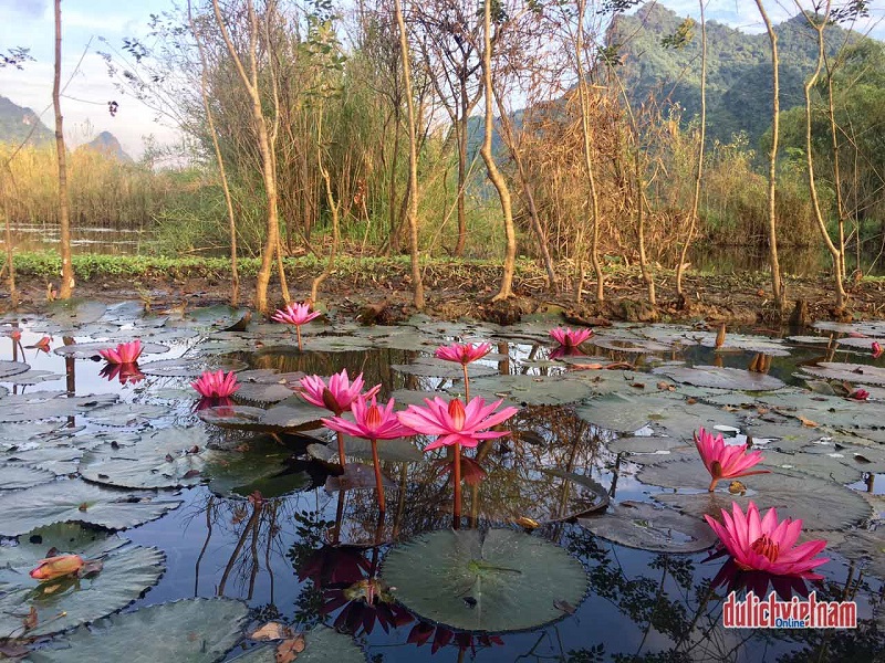 suối Yến mùa hoa súng nở