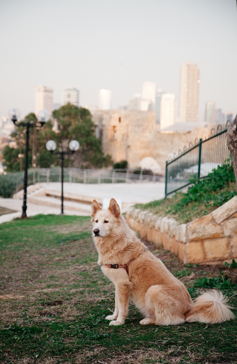 9 lý do bạn nên ghé Tel Aviv ít nhất một lần trong đời