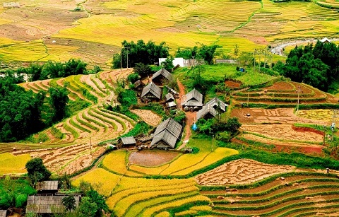Trên những nương lúa thấp thoáng những căn nhà của dân tộc Hmông