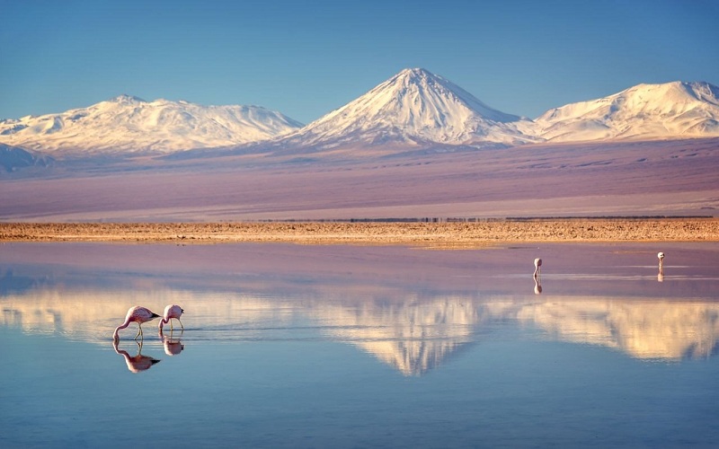 Salar de Uyuni là nơi sinh sống của chim hồng hạc  