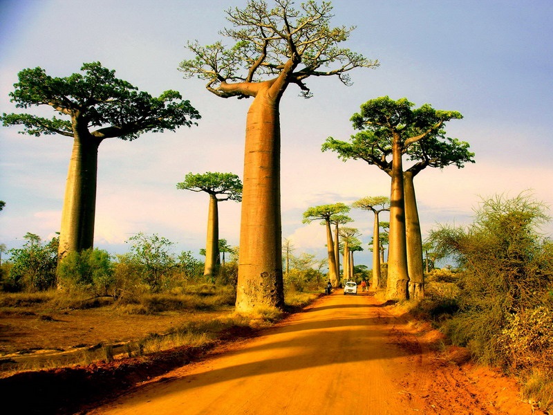 Ngỡ ngàng với cây baobab khổng lồ