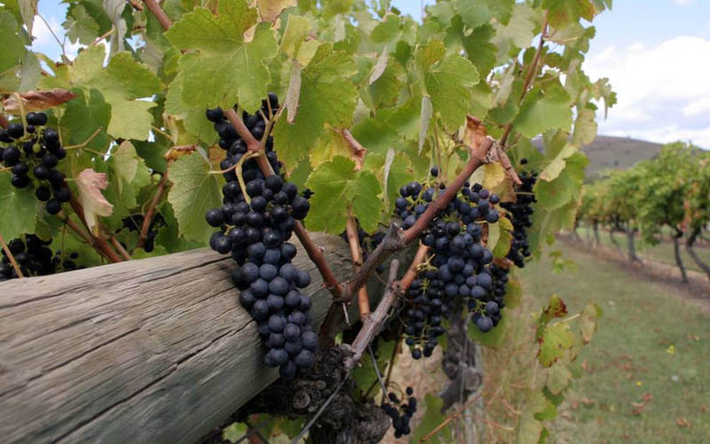 Trải nghiệm rượu vang Úc ở thung lũng Yarra