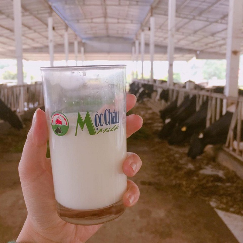 Thưởng thức ly sữa bò nguyên chất ngay tại trang trại Dairy Farm