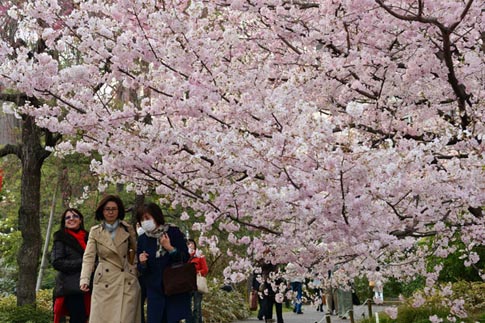 Ng&agrave;y anh đ&agrave;o khoe sắc rực rỡ nhất ở Tokyo