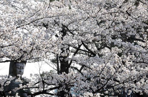 Ng&agrave;y anh đ&agrave;o khoe sắc rực rỡ nhất ở Tokyo