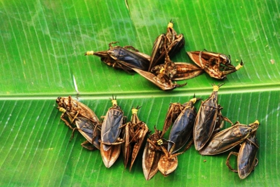 trai