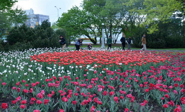 Sôi động với lễ hội hoa tulip lớn nhất thế giới,Canada