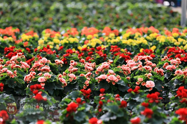 vườn hoa hải đường