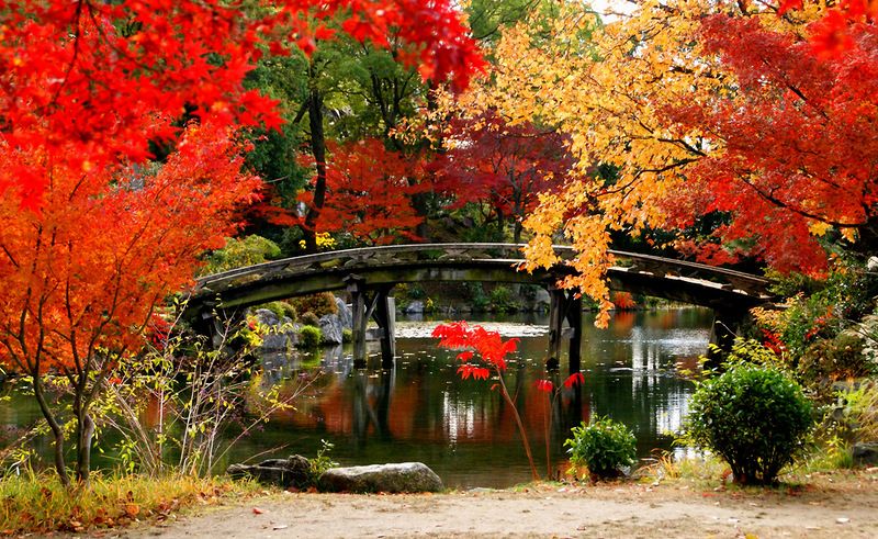 Ngôi đền Ryuanji với cây cầu đỏ đặc trưng hòa cùng với màu lá phong, tạo nên khung cảnh cổ kính