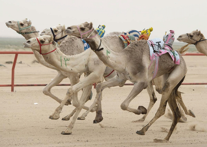 Đua lạc đà trở thành một bộ môn truyền thống ở Dubai