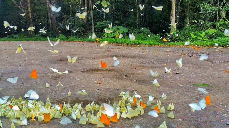 “Hồn bướm mơ tiên” ở Tam Đảo