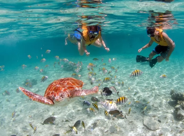 Trải nghiệm thú vị nhất trong chuyến du lịch Tulum, Mexico là bơi cùng rùa biển
