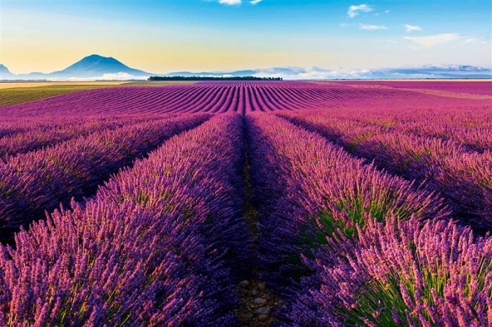 cánh đồng hoa oải hương đẹp nhất thế giới -  Cánh đồng hoa oải hương ở Hàn Quốc